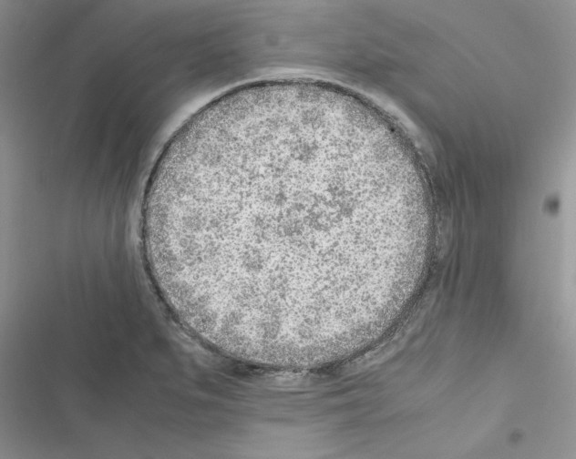 X0000116621279201001221332