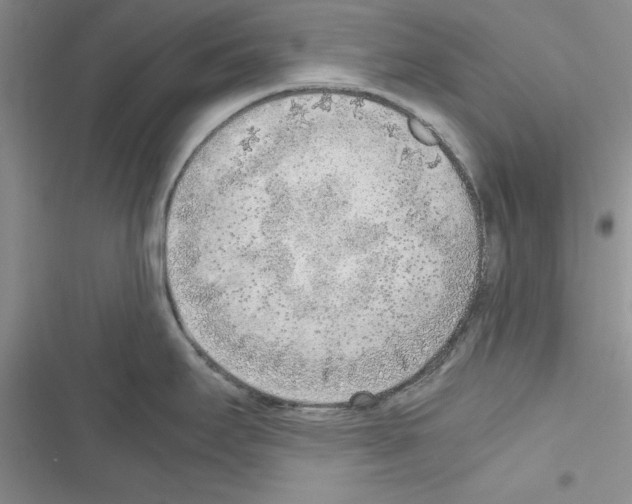 X0000116621295201001221332