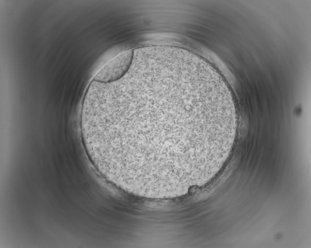 X0000116621386201001221331