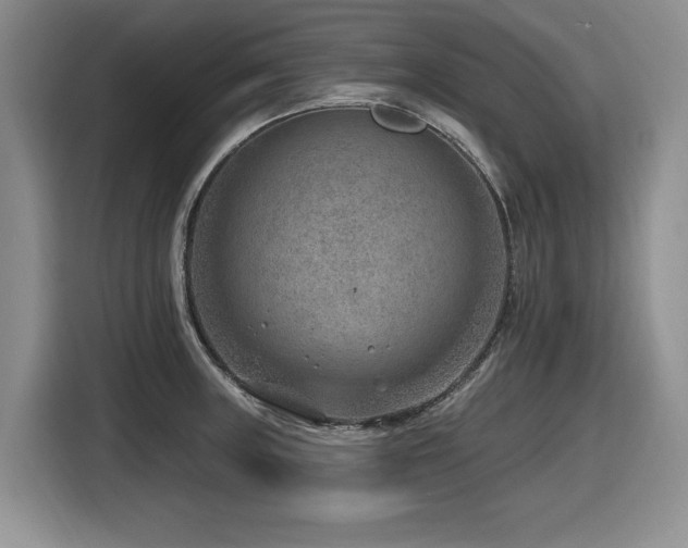 X0000116631235200912111210