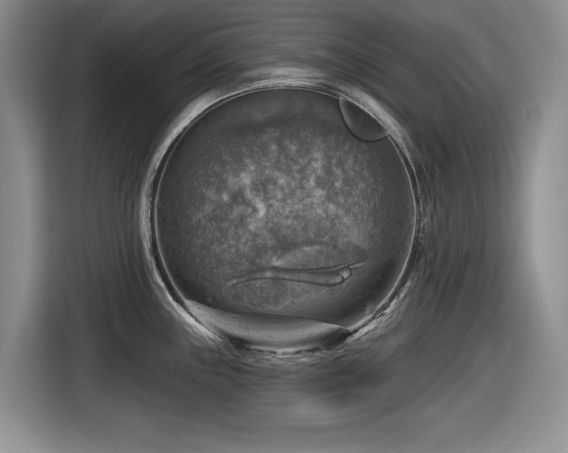 X0000116631243200912111210