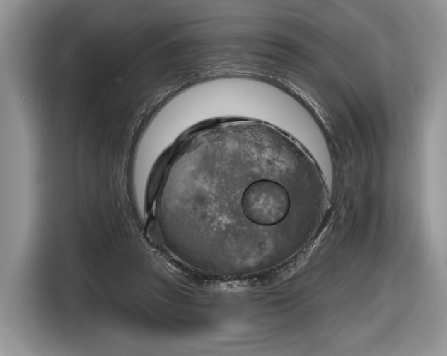 X0000116630353200912181329