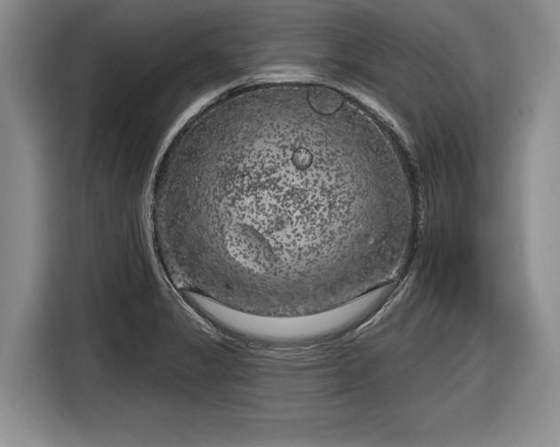 X0000116631325200912181317