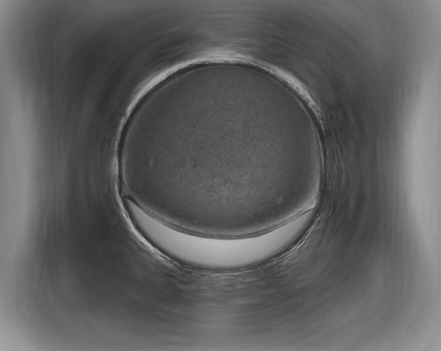 X0000116631335200912181317