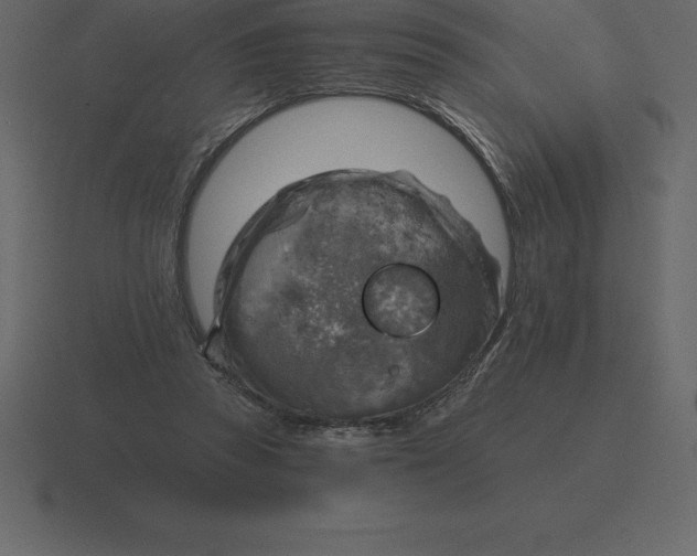 X0000116630353200912241817