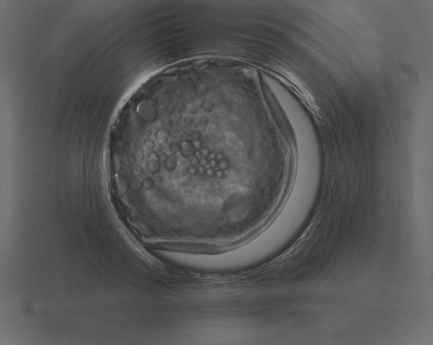 X0000116630796200912241811