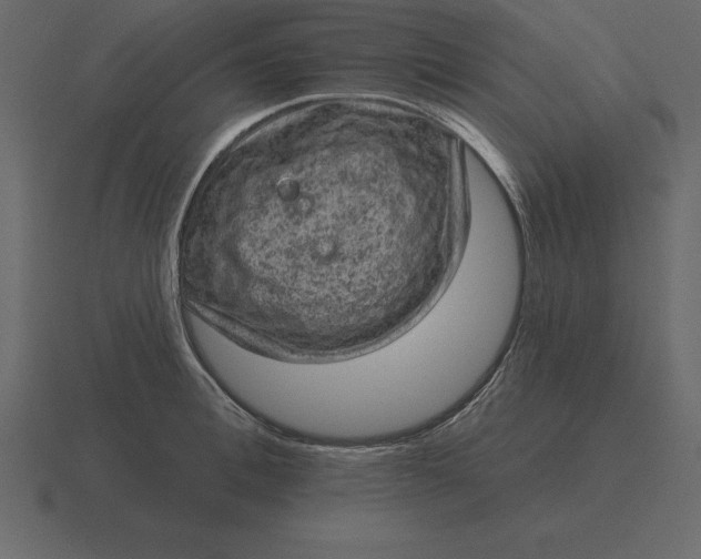 X0000116630996200912241809