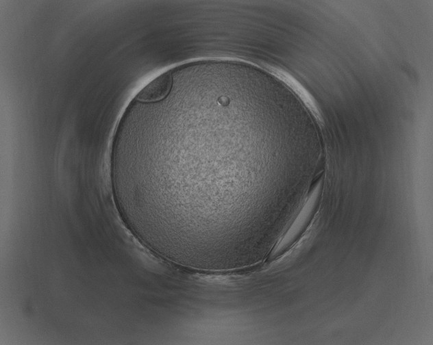 X0000116631004200912241809