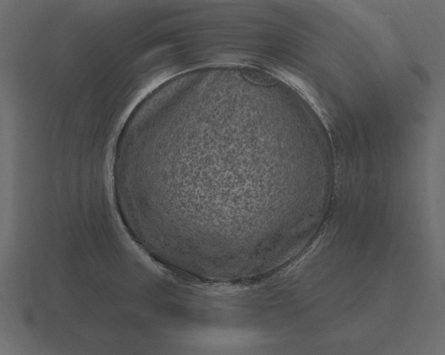 X0000116631235200912241806