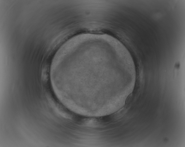 X0000116630074200912312208