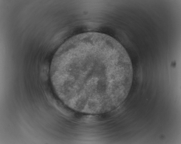 X0000116630082200912312209