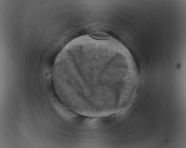 X0000116630186200912312207