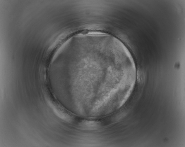 X0000116630205200912312207