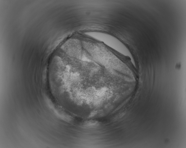 X0000116630206200912312207
