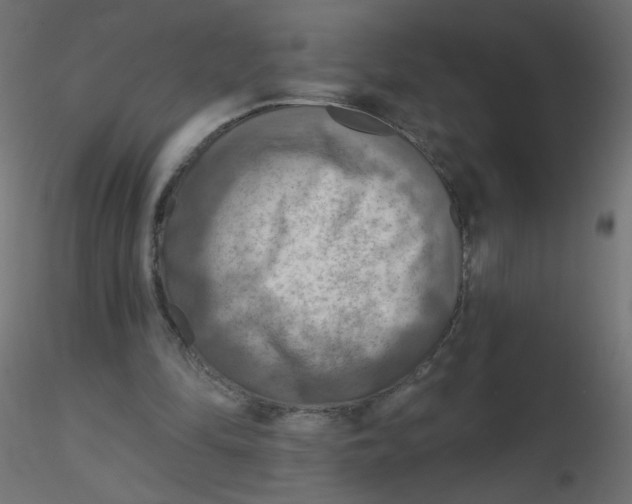X0000116630294200912312205