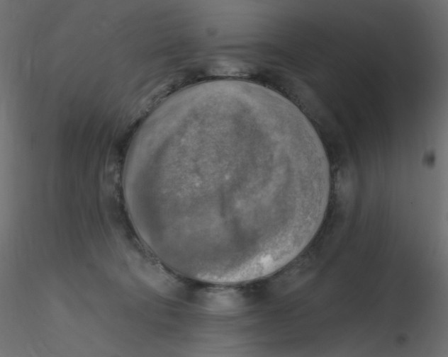 X0000116630322200912312205