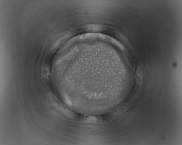 X0000116630330200912312205