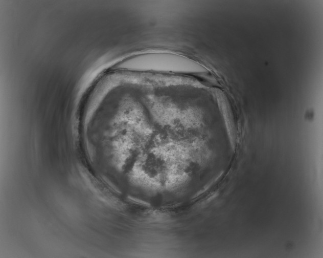 X0000116630343200912312204