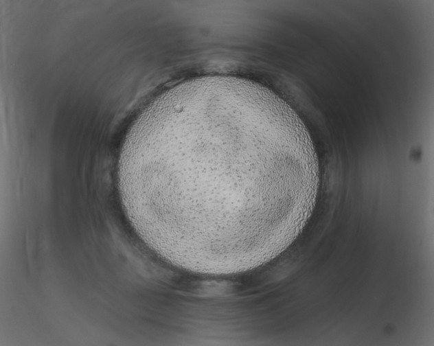 X0000116630363200912312205