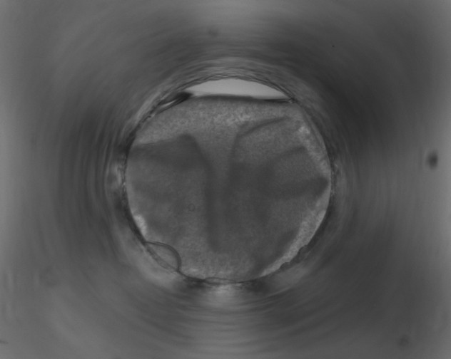 X0000116630382200912312205