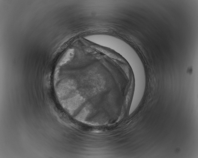 X0000116630596200912312201