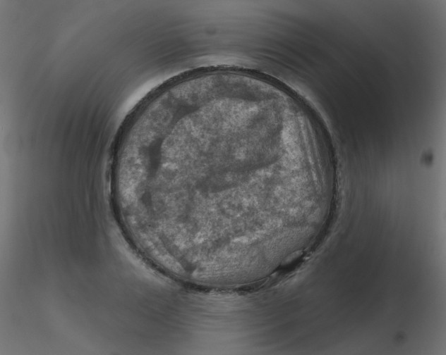 X0000116630983200912312156