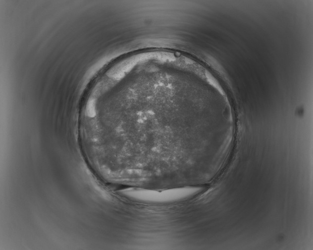 X0000116631035200912312155