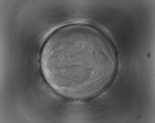 X0000116631174200912312153
