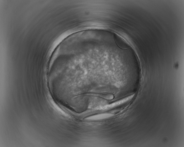 X0000116631243200912312153