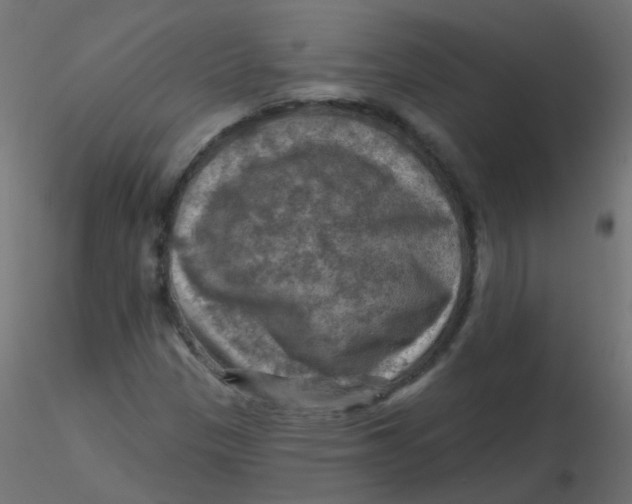 X0000116631305200912312151