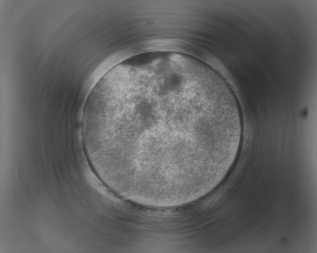 X0000116631386200912312150