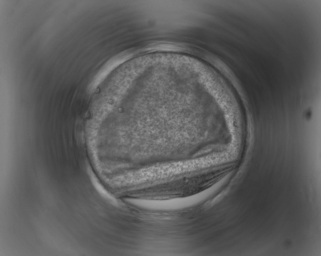 X0000116631433200912312150