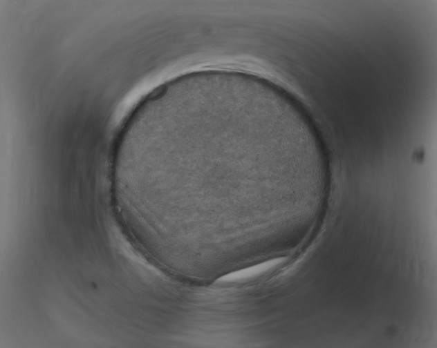 X0000116631506200912312149