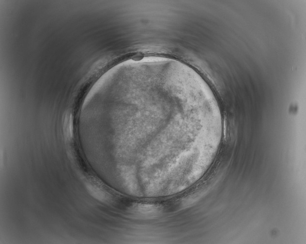 X0000116630205201001081259