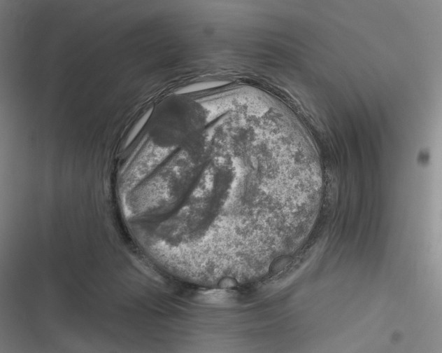 X0000116630269201001081259