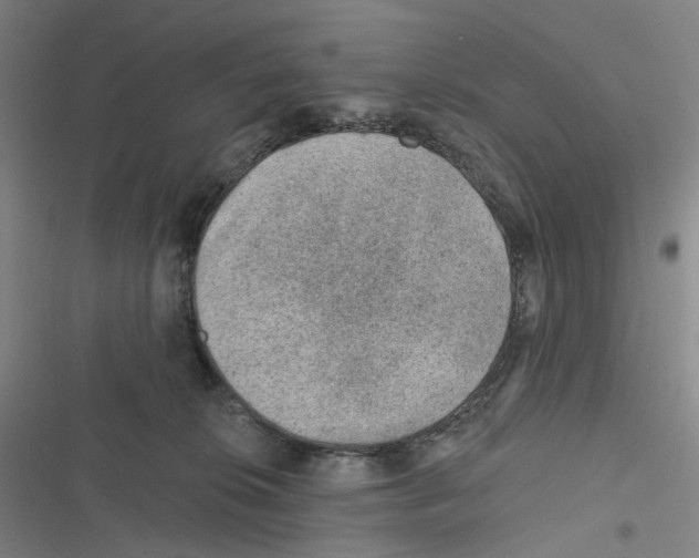 X0000116630276201001081259