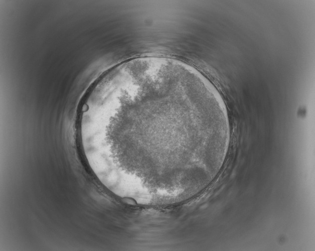 X0000116630290201001081258