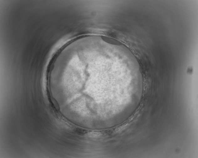 X0000116630294201001081258