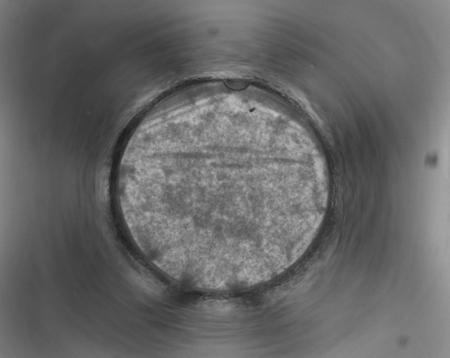 X0000116630299201001081258