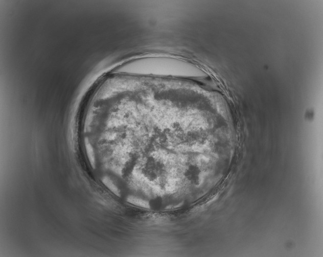 X0000116630343201001081257