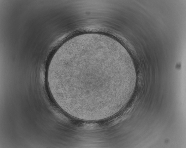 X0000116630446201001081256