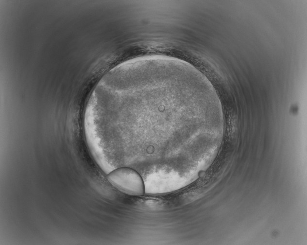 X0000116630506201001081255