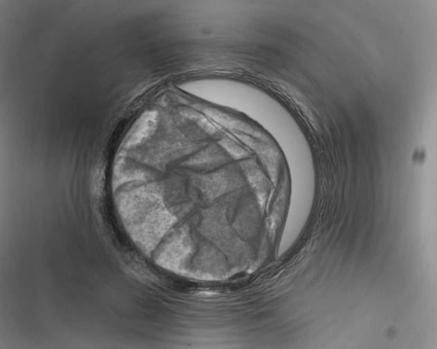 X0000116630596201001081254