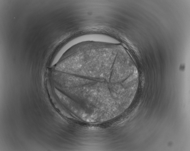 X0000116630637201001081253