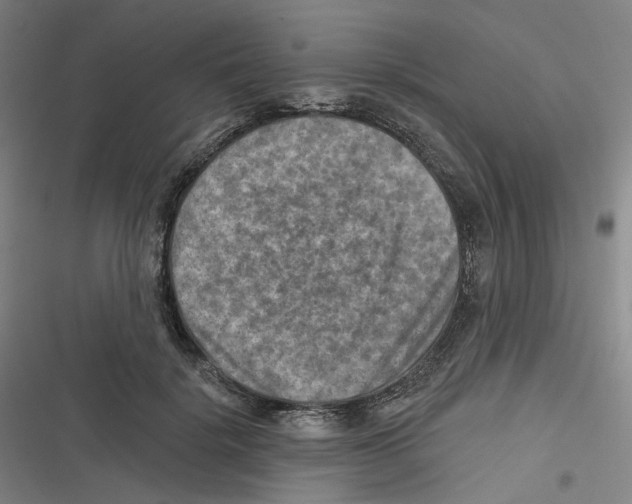 X0000116630652201001081253