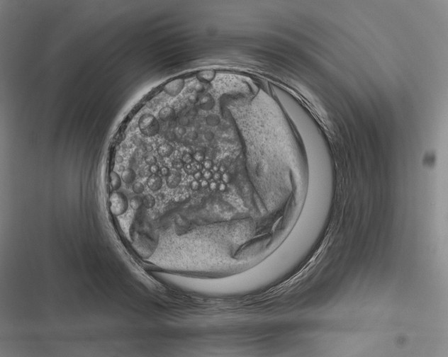 X0000116630796201001081251