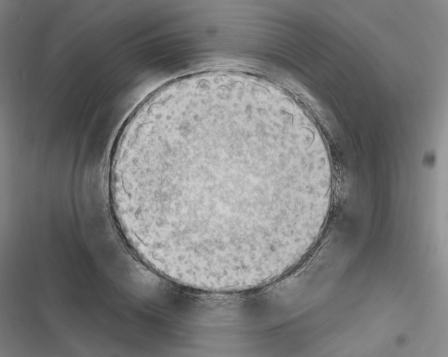 X0000116630836201001081251