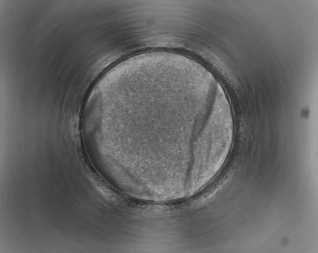 X0000116630881201001081250