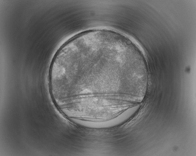 X0000116630951201001081250