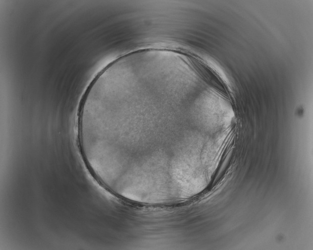 X0000116631095201001081247